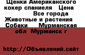 Щенки Американского кокер спаниеля › Цена ­ 15 000 - Все города Животные и растения » Собаки   . Мурманская обл.,Мурманск г.